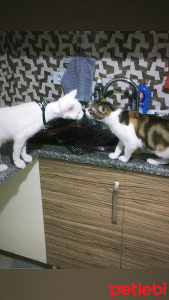 Tekir Kedi, Kedi  Pırtık Acil yeni sahibini arıyor 05388319610 fotoğrafı