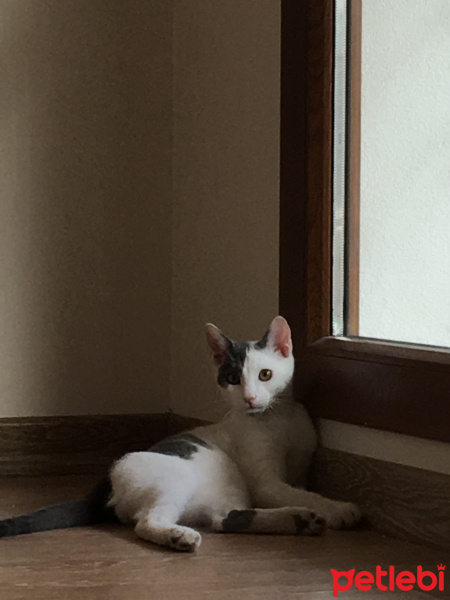 Tekir Kedi, Kedi  Bıdık fotoğrafı