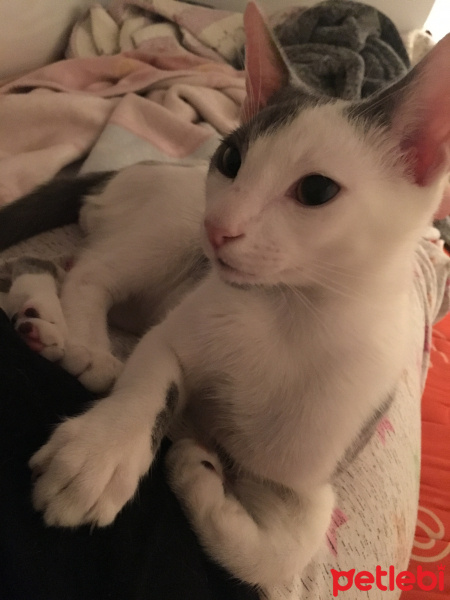 Tekir Kedi, Kedi  Bıdık fotoğrafı