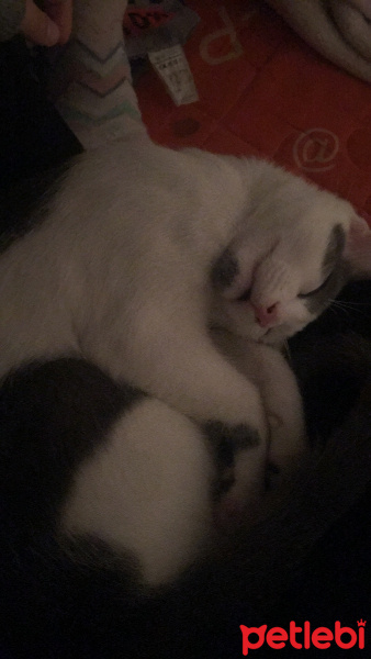 Tekir Kedi, Kedi  Bıdık fotoğrafı