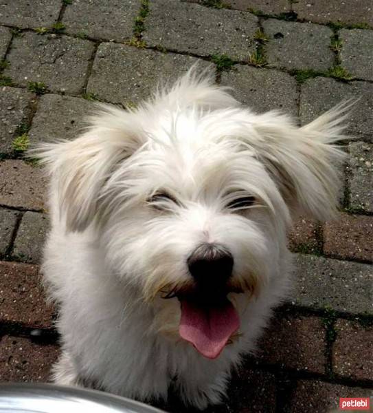 Maltese, Köpek  Tommy fotoğrafı