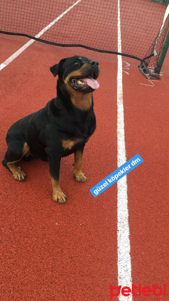 Rottweiler, Köpek  NERO fotoğrafı