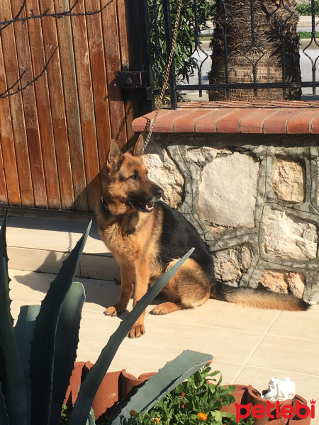 Alman Çoban Köpeği, Köpek  PARS fotoğrafı