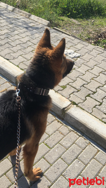 Alman Çoban Köpeği, Köpek  PARS fotoğrafı