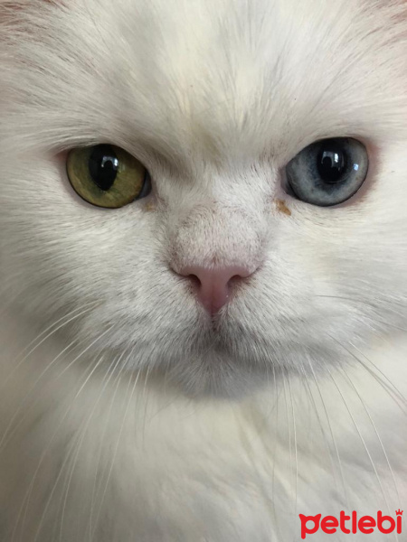 İran Kedisi (Persian), Kedi  Pamuk fotoğrafı