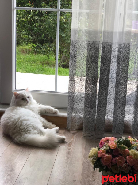 İran Kedisi (Persian), Kedi  Pamuk fotoğrafı