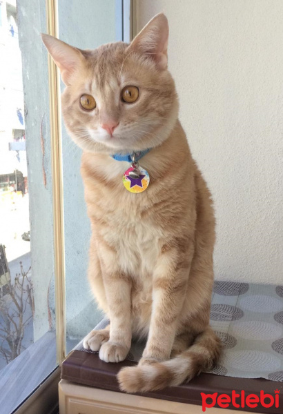 Sarman, Kedi  şeftali fotoğrafı