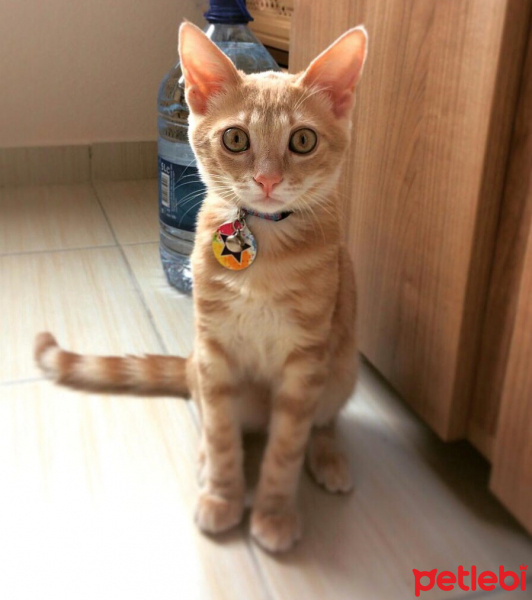 Sarman, Kedi  şeftali fotoğrafı