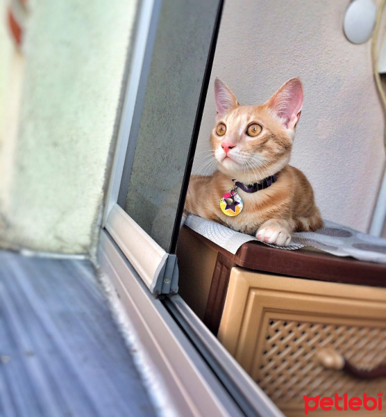 Sarman, Kedi  şeftali fotoğrafı