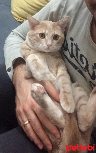 Sarman, Kedi  şeftali fotoğrafı