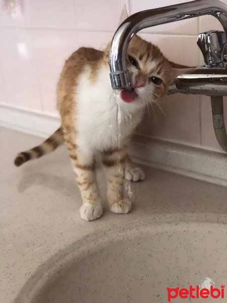 Sarman, Kedi  Maya fotoğrafı