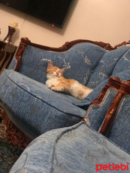 Sarman, Kedi  Maya fotoğrafı