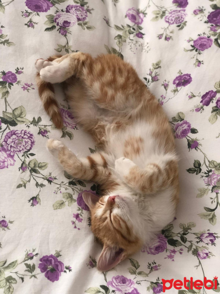 Sarman, Kedi  Maya fotoğrafı