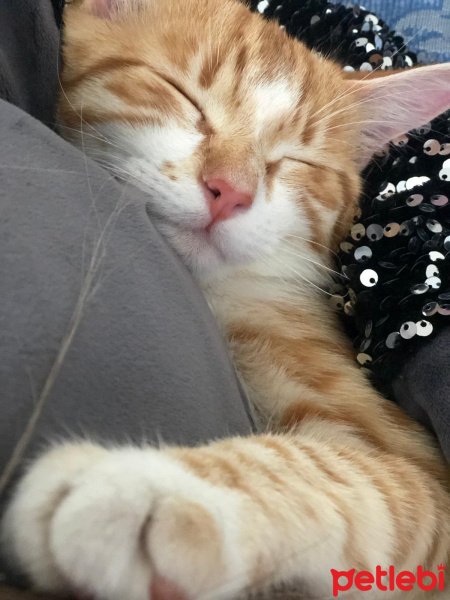 Sarman, Kedi  Maya fotoğrafı