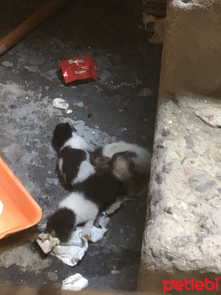 Abyssinian, Kedi  Adı yok fotoğrafı