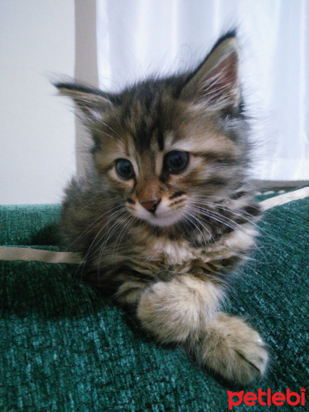 American Bobtail, Kedi  Mira fotoğrafı