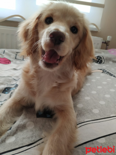 İngiliz Cocker Spaniel, Köpek  Luci fotoğrafı