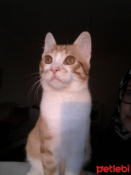 Tekir Kedi, Kedi  Behlül fotoğrafı