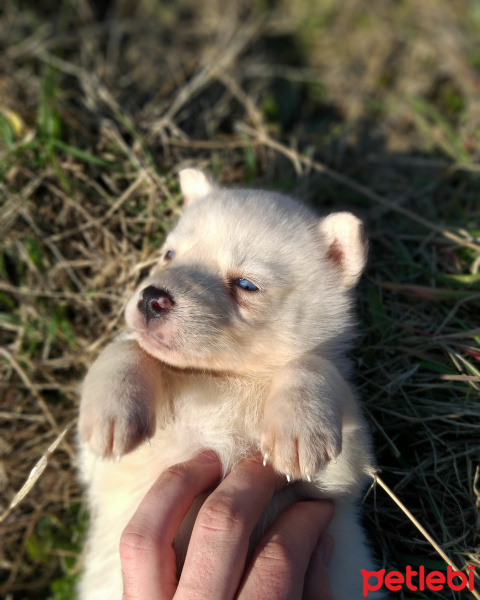 Sibirya Kurdu (Husky), Köpek  Luna fotoğrafı