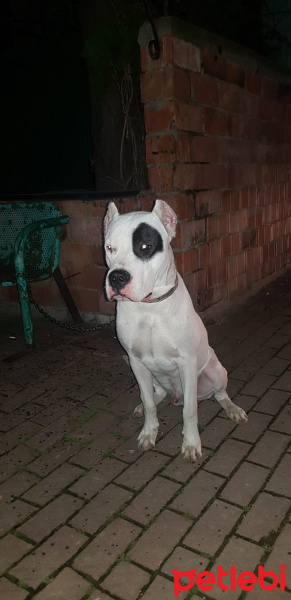 Dogo Arjantin, Köpek  hector fotoğrafı