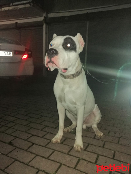 Dogo Arjantin, Köpek  hector fotoğrafı