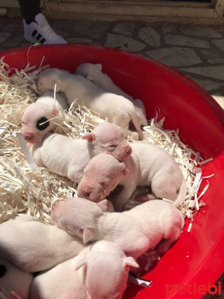 Dogo Arjantin, Köpek  hector fotoğrafı