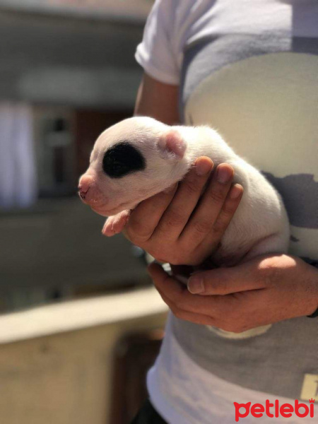 Dogo Arjantin, Köpek  hector fotoğrafı