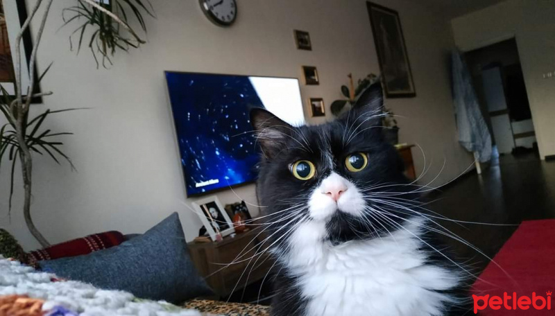 Tuxedo (Smokin) Kedi, Kedi  Skunk fotoğrafı