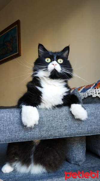 Tuxedo (Smokin) Kedi, Kedi  Skunk fotoğrafı