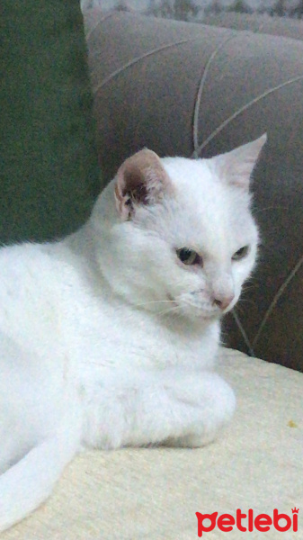 Ankara Kedisi, Kedi  Mia fotoğrafı
