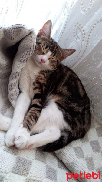 Tekir Kedi, Kedi  Pati fotoğrafı