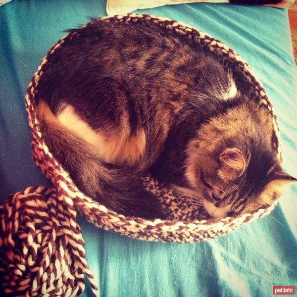 Maine Coon, Kedi  Bella fotoğrafı