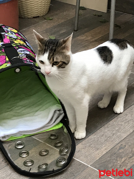 Tekir Kedi, Kedi  Beyaz fotoğrafı