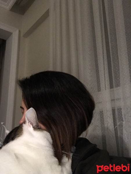 Tekir Kedi, Kedi  Beyaz fotoğrafı