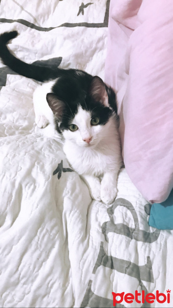 Tuxedo (Smokin) Kedi, Kedi  Paşa fotoğrafı