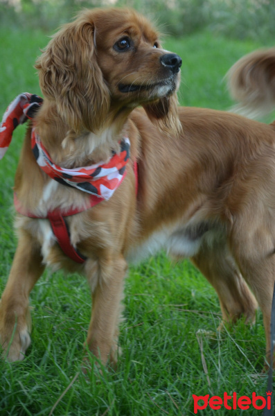 Amerikan Cocker Spaniel, Köpek  Köpük fotoğrafı