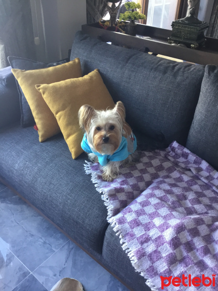 Yorkshire Terrier, Köpek  Thor fotoğrafı