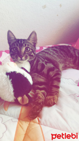 Tekir Kedi, Kedi  Zeytin fotoğrafı