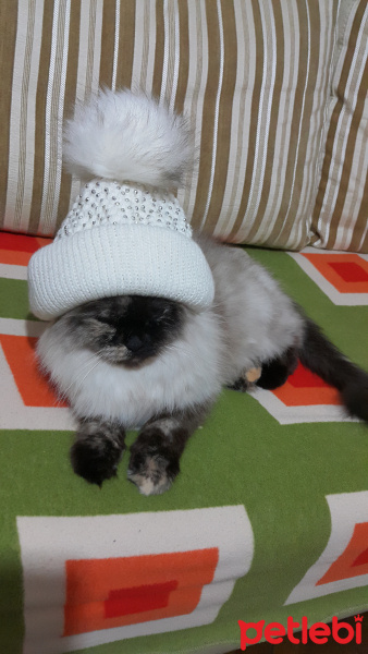 Himalayan, Kedi  Kontes fotoğrafı