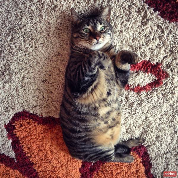 Bengal, Kedi  Fıstık fotoğrafı