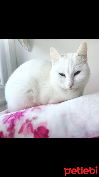 Van Kedisi, Kedi  Ipek fotoğrafı