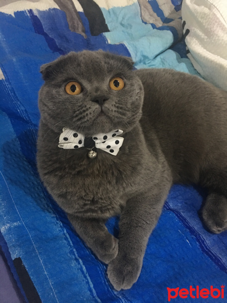 Scottish Fold, Kedi  Pati Puma fotoğrafı
