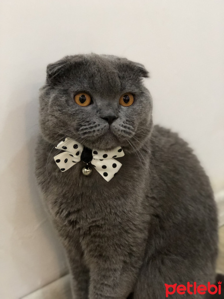Scottish Fold, Kedi  Pati Puma fotoğrafı