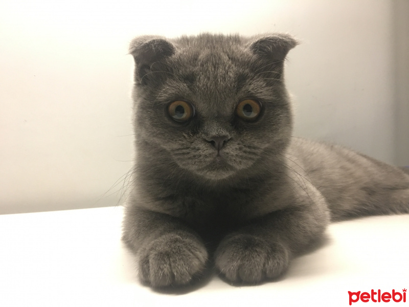 Scottish Fold, Kedi  sisi fotoğrafı