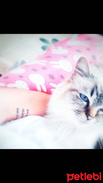 Birman, Kedi  Hare fotoğrafı