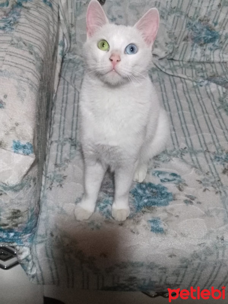 Van Kedisi, Kedi  Fıstık fotoğrafı