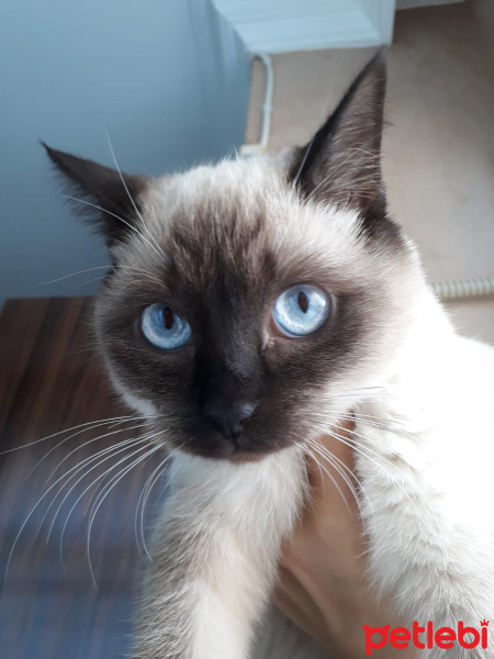 Siyam Kedisi, Kedi  Kira fotoğrafı
