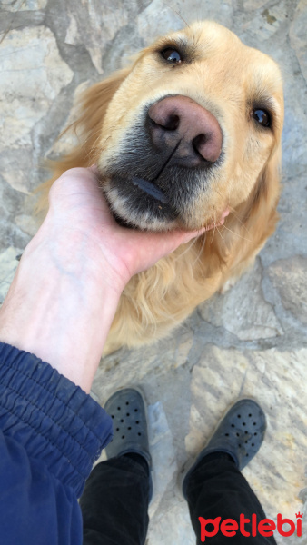 Golden Retriever, Köpek  Topak fotoğrafı