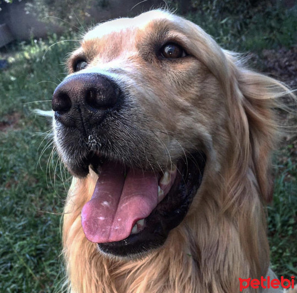 Golden Retriever, Köpek  Topak fotoğrafı