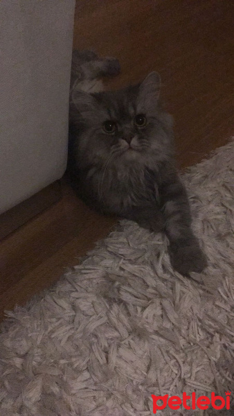 Chinchilla, Kedi  Duman fotoğrafı